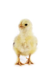 Domestic Chicken, Chick against White Background