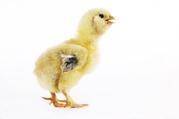 Domestic Chicken, Chick against White Background