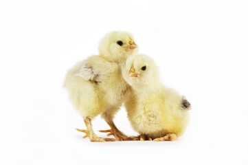 Domestic Chicken, Chicks against White Background
