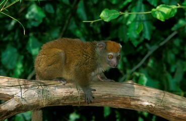 Western Bamboo Lemur, hapalemur griseus occidentalis, Adult standing on Branch