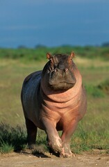 Hippopotamus, hippopotamus amphibius, Adult in Masai Mara Park, Kenya