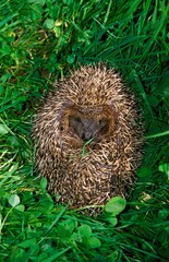 European Hedgehog, erinaceus europaeus, Adult rolled up on Grass © slowmotiongli