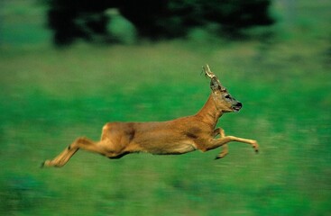 Roe Deer, capreolus capreolus, Adult running