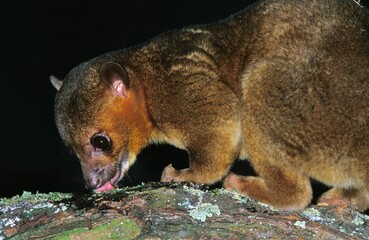Kinkajou, potos flavus, Adult licking Branch