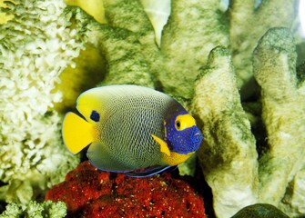 Blueface Angelfish, pomacanthus xanthometopon, Adult near Coral