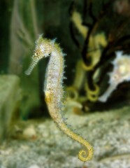 Spotted Seahorse, hippocampus kuda