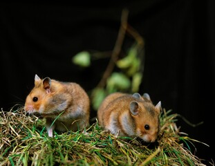 Golden Hamster, mesocricetus auratus, Adults standing on Grass
