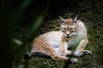 Naklejka na ściany i meble Magnifique lynx de Sibérie