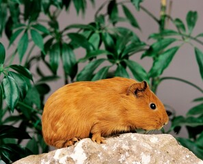Guinea Pig, cavia porcellus, Adult