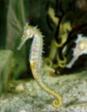 Spotted Seahorse, Hippocampus Kuda