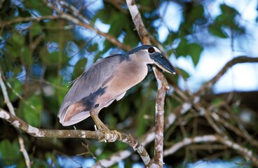 Boat Billed Heron, cochlearius cochlearius, Adult standing in Tree, Costa Rica
