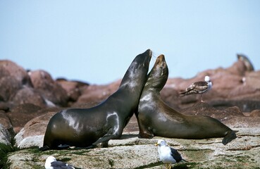 Fototapeta premium California Sea Lion, zalophus californianus, Adults standing on Rocks, California