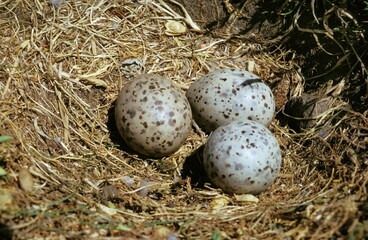 Herring Gull, larus argentatus, Nest with 3 Eggs