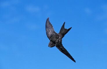 Common Swift, apus apus, Adult in Flight against Blue Sky