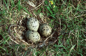 Naklejka na ściany i meble Oystercatcher, haematopus ostralegus, Nest on Ground with 3 Eggs