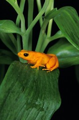 Golden Mantella Frog, mantella aurantiaca, Adult standing on Branch