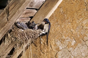 Barn Swallow, hirundo rustica, Adult Feeding Chicks at Nest, Normandy