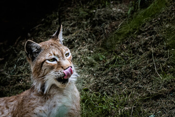 Magnifique lynx de Sibérie