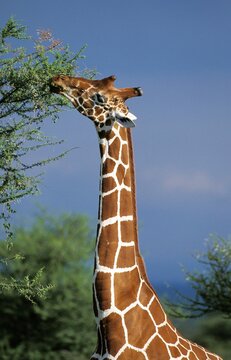 Reticulated Giraffe, giraffa camelopardalis reticulata, Adult eating Acacia Leaves, Samburu Park in Kenya