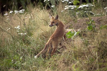 Red Fox, vulpes vulpes, Adult standing at Den entrance, Normandy