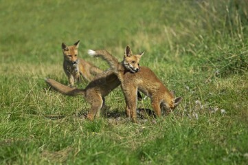 Red Fox, vulpes vulpes, Youngs with a Partridge Kill, Normandy