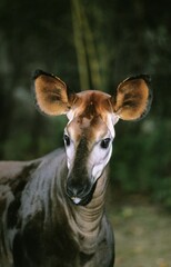 Okapi, okapia johnstoni, Portrait of Adult