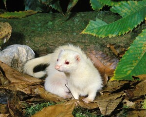 Ferret, mustela putorius furo, Adult standing on Leaves
