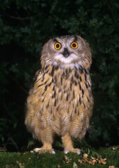 European Eagle Owl, bubo bubo, Adult