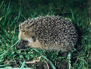 European Hedgehog, erinaceus europaeus, Adult standing on Grass © slowmotiongli
