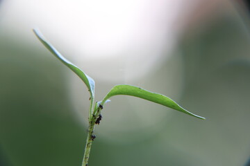 close-up pepper seedlings
