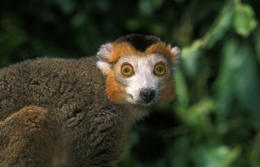 Obraz premium Crowned Lemur, eulemur coronatus, Portrait of Adult
