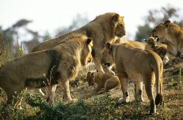 Fototapeta premium African Lion, panthera leo, Group with Females Males and Cubs, Kenya