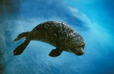 Harbour Seal, phoca vitulina, Adult underwater view © slowmotiongli