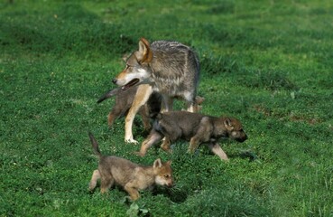 European Wolf, canis lupus, Female with Pup