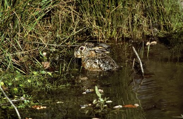 Naklejka na ściany i meble European Brown Hare, lepus europaeus, Adult standing on Water