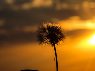 Plant on a colored background