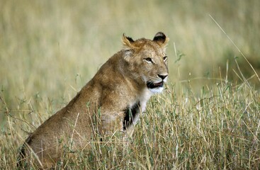 Fototapeta na wymiar African Lion, panthera leo, Female sitting in Long Grass, Kenya