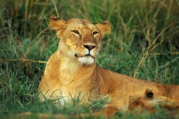 African Lion, panthera leo, Female laying on Grass