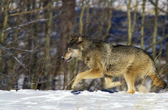 North American Grey Wolf, canis lupus occidentalis, Adult walking on Snow, Canada