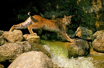 Obraz premium European Lynx, felis lynx, Adult crossing Stream