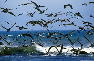 Brown Pelican, pelecanus occidentalis, Group Taking off, California