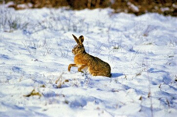 Obraz premium European Brown Hare, lepus europaeus, Adult running on Snow