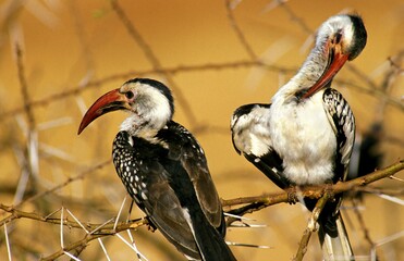 Red Billed Hornbill, tockus erythrorhynchus, Adult standing on Acacia Branch, Preening chest Feathers, Kenya