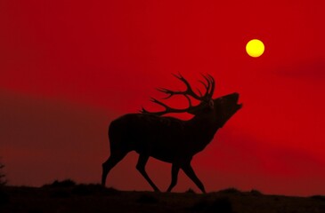 Red Deer, cervus elaphus, Male Roaring at Sunset