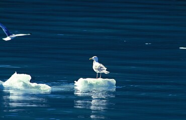 Herring Gull, larus argentatus, Adult standing on Ice, Canada