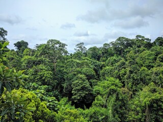 Fototapeta na wymiar Jungle in Singapore