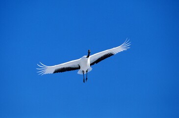 Japanese Crane, grus japonensis, Adult in Flight, Hokkaido Island in Japan