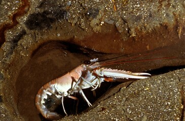 Norway Lobster, nephrops norvegicus, Adult standing into its Gallery
