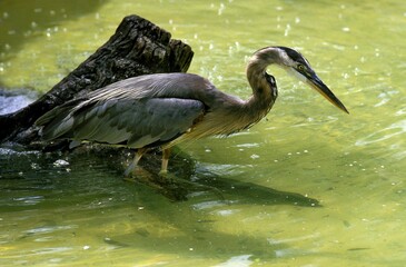 Grey Heron, ardea cinerea, Adult standing in Pond