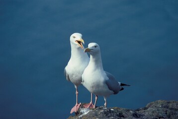 Herring Gull, larus argentatus, Adults standing on Rocks